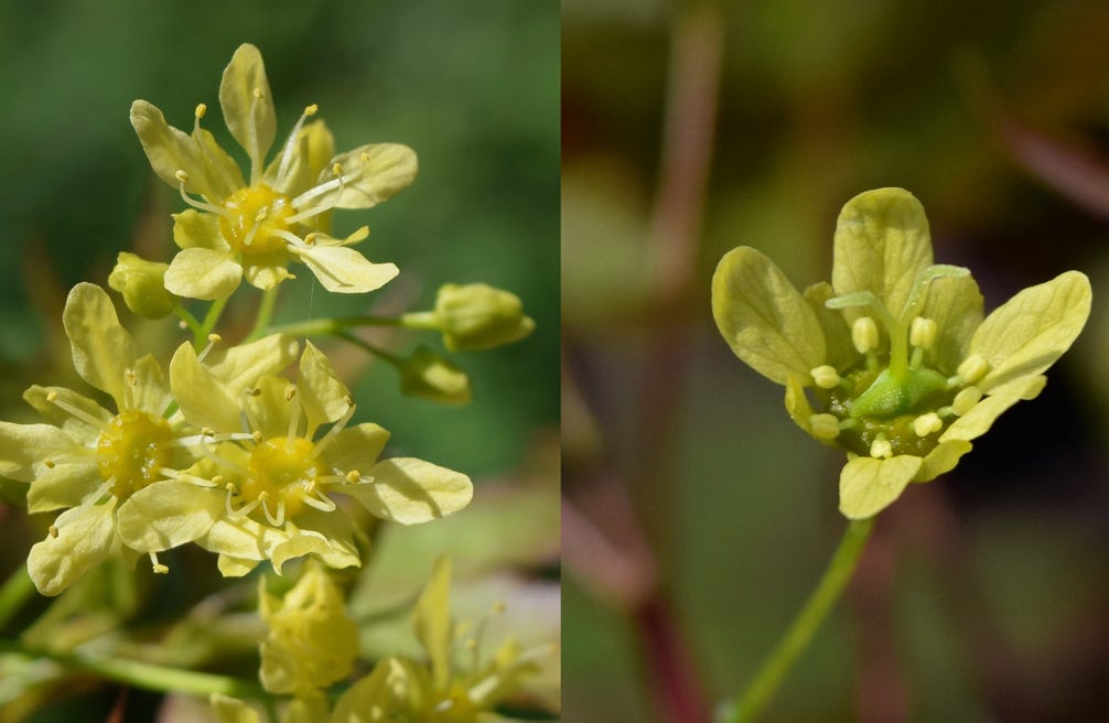 Acer truncatum 'Fire Dragon' TM Shandong or Shantung maple flowers, blooms, blossums.